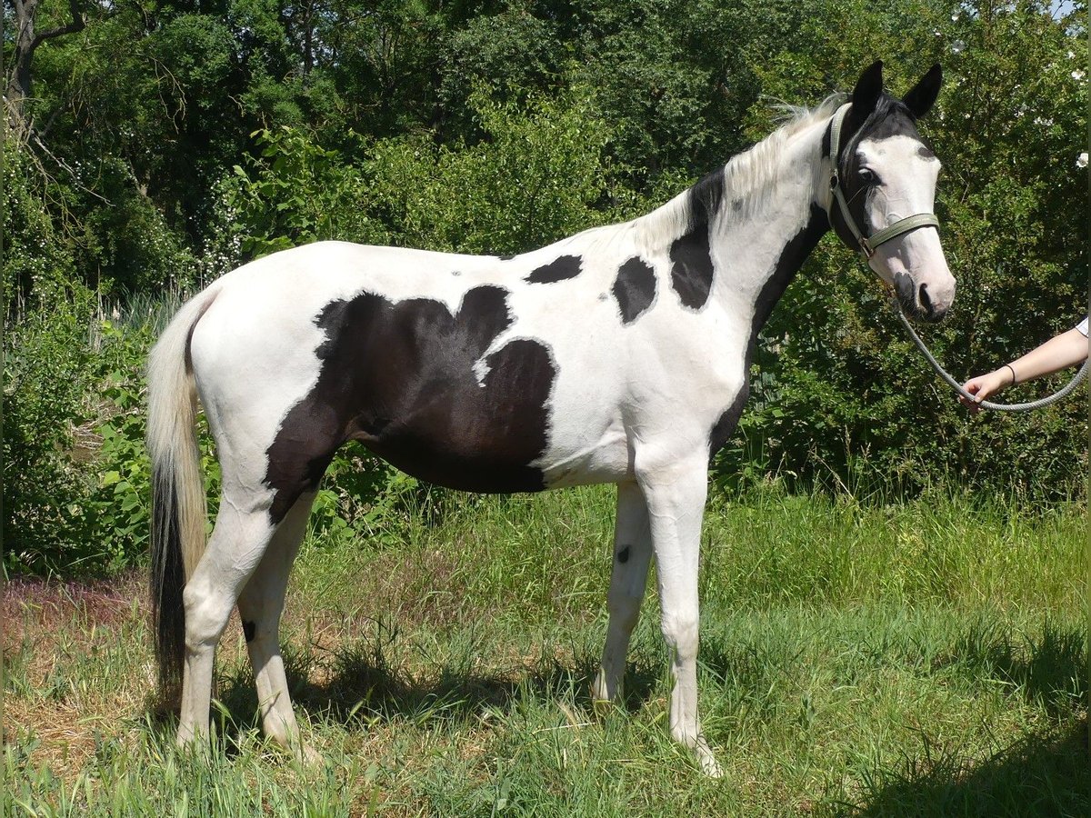 Zangersheide Yegua 4 años 156 cm Pío in M&#xFC;cheln