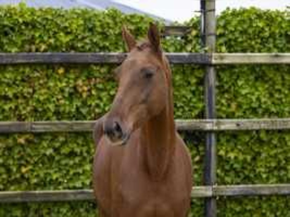 Zangersheide Yegua 4 años 157 cm Alazán in Waddinxveen