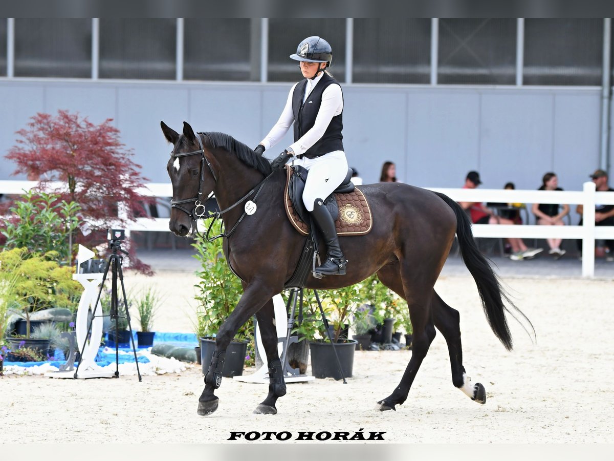 Zangersheide Yegua 4 años 168 cm in Ostrava