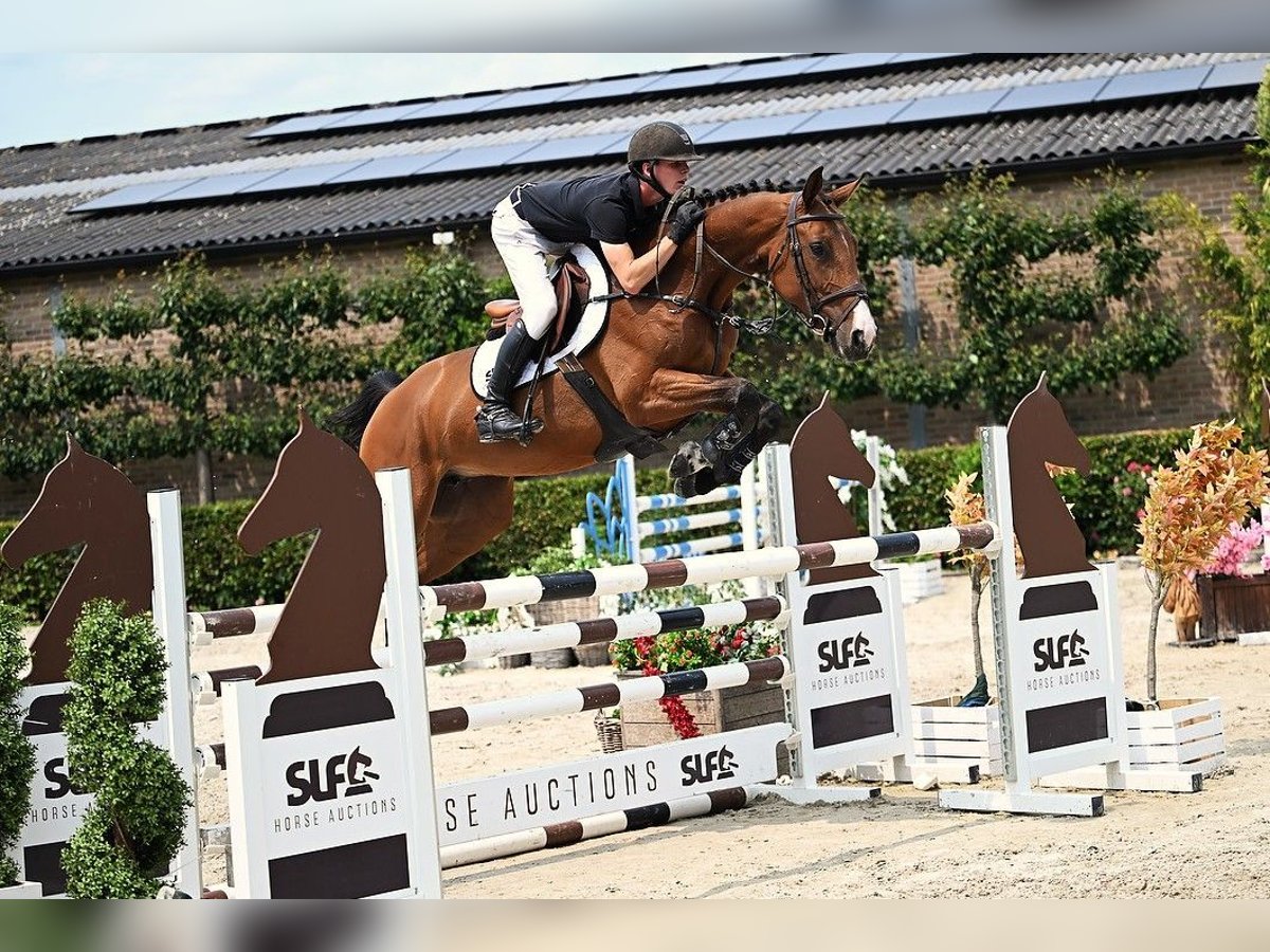 Zangersheide Yegua 5 años 161 cm Castaño in Bladel