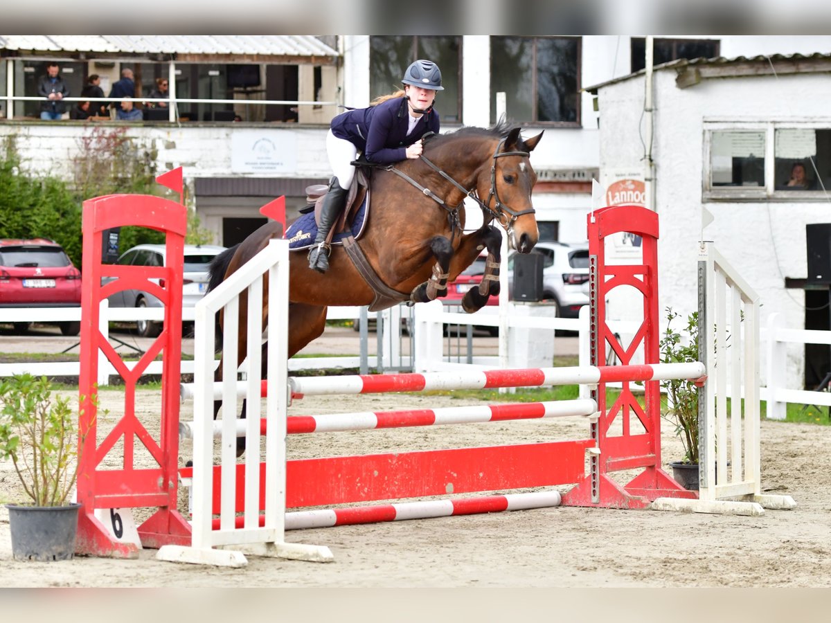 Zangersheide Yegua 5 años 161 cm Castaño in Deinze