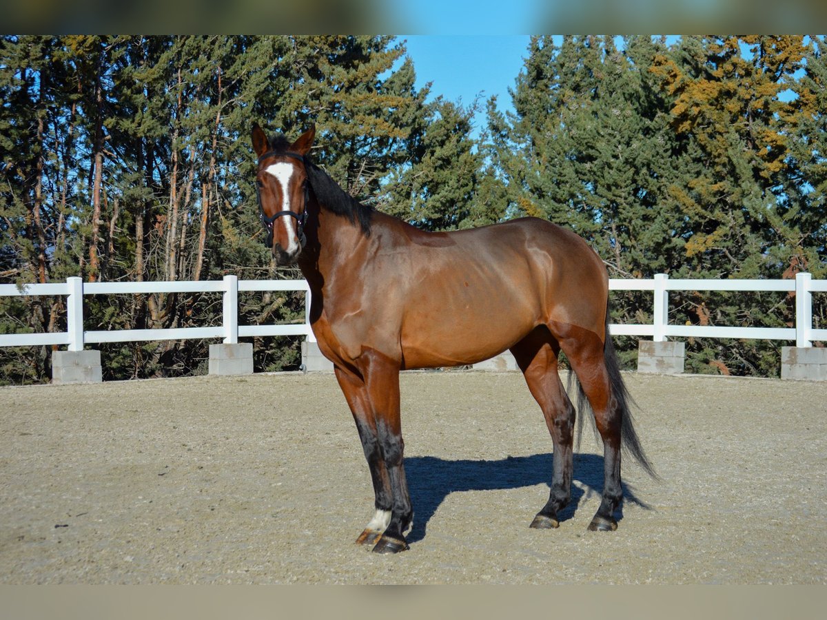 Zangersheide Yegua 5 años 170 cm Castaño in El Molar