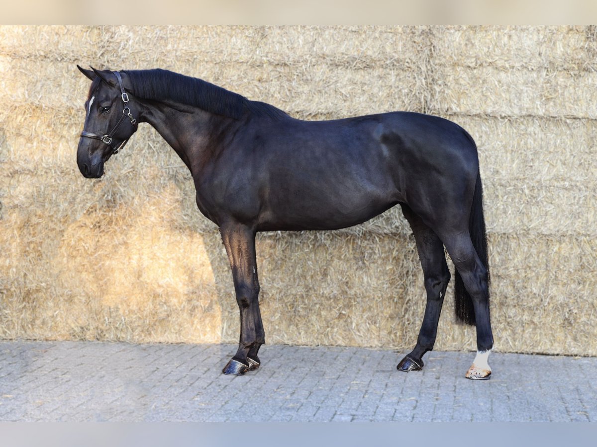 Zangersheide Yegua 5 años 173 cm Negro in Moergestel