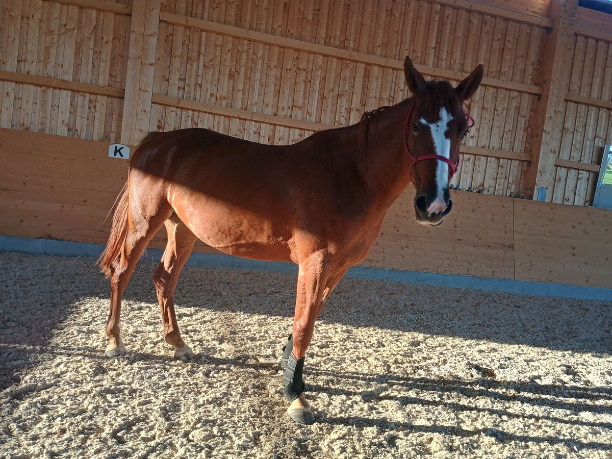 Zangersheide Yegua 6 años 163 cm Alazán in Schwaigern