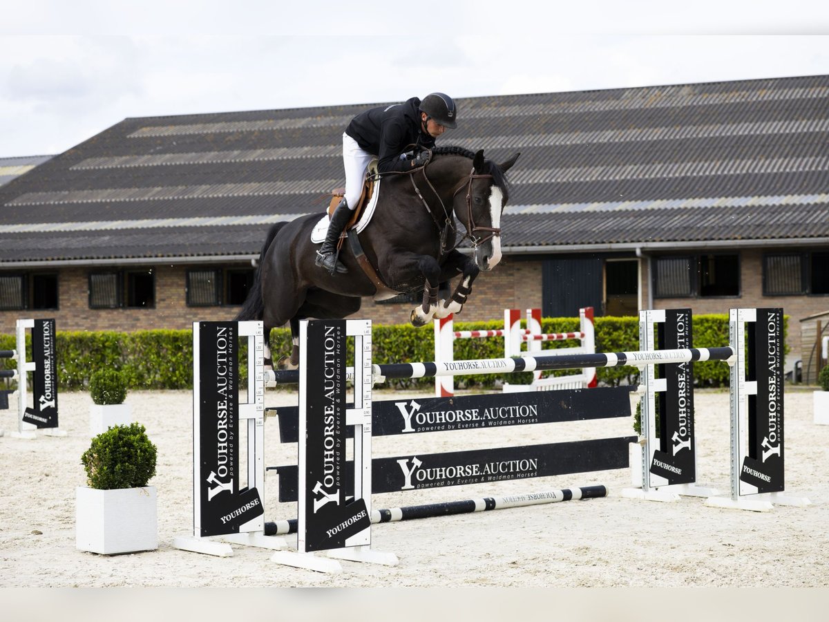 Zangersheide Yegua 6 años 165 cm in Waddinxveen