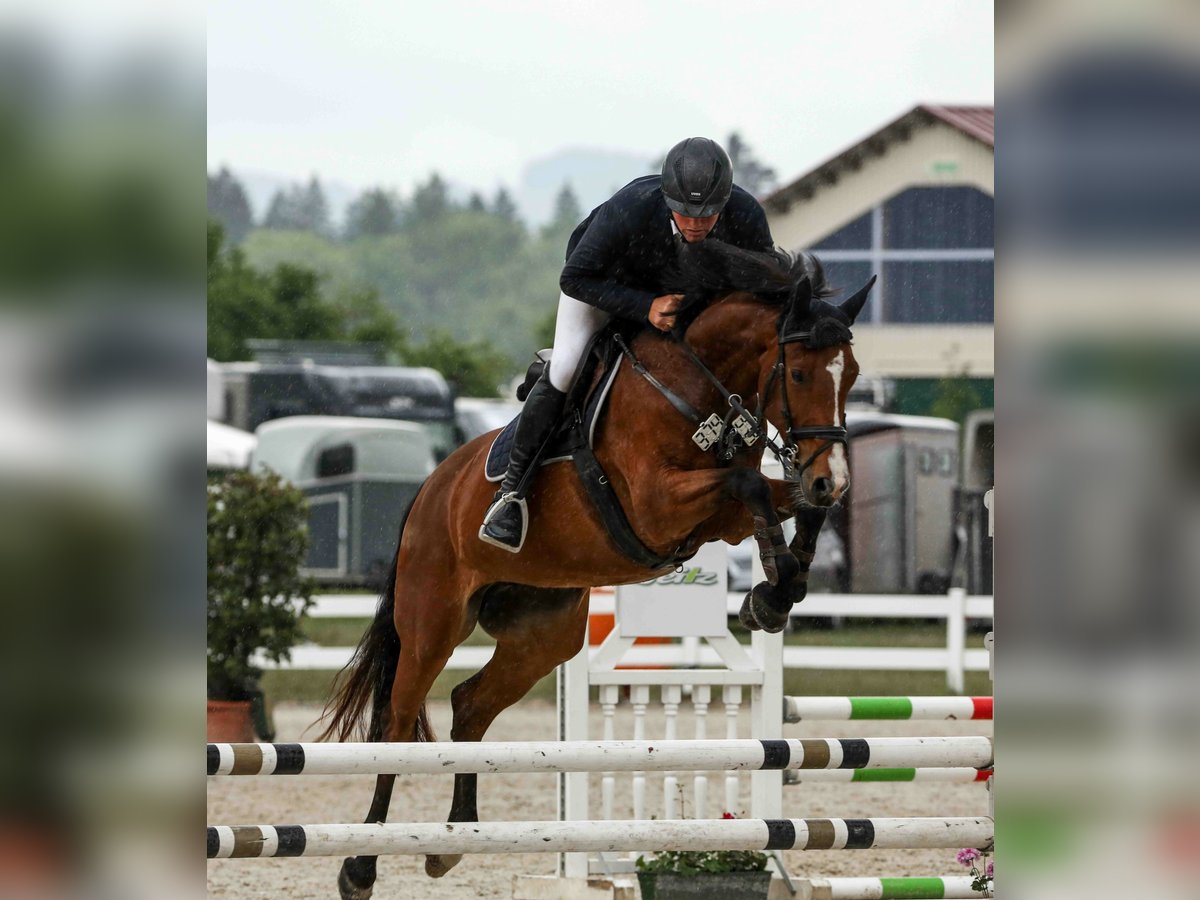 Zangersheide Yegua 6 años 165 cm Castaño in Ki&#xDF;legg