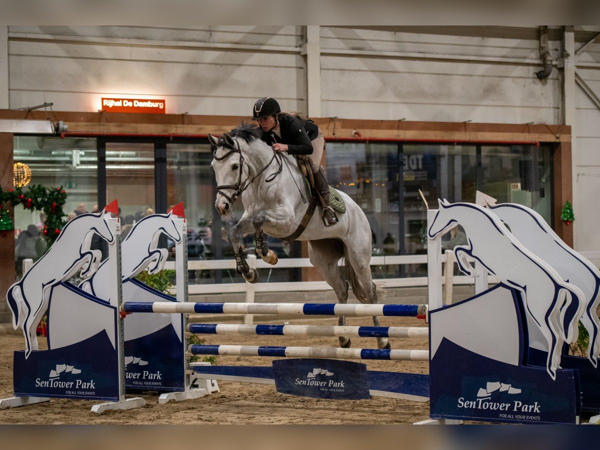 Zangersheide Yegua 6 años 165 cm Tordo in Heerlen