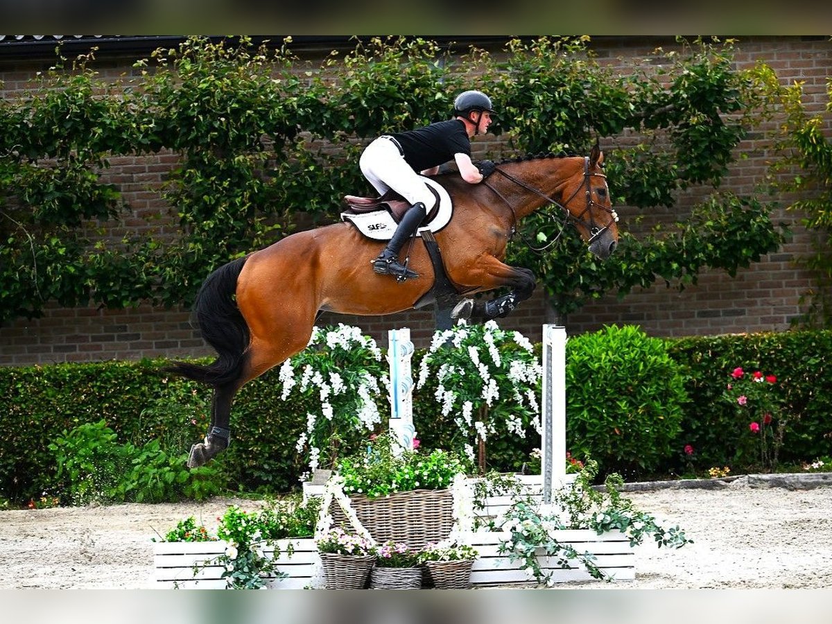 Zangersheide Yegua 7 años 177 cm Castaño in Bladel