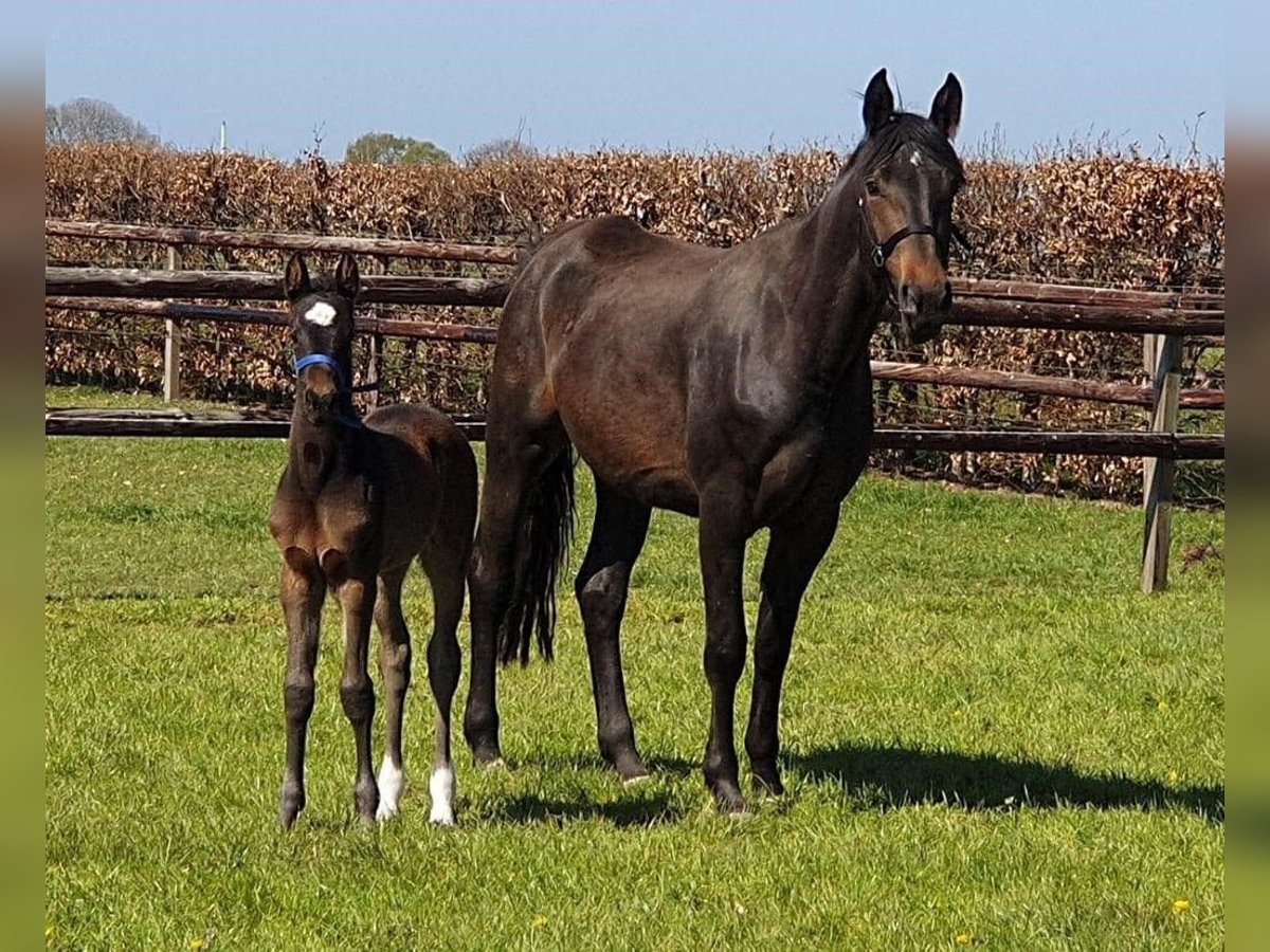 Zangersheide Yegua 8 años 170 cm Castaño in Haulerwijk
