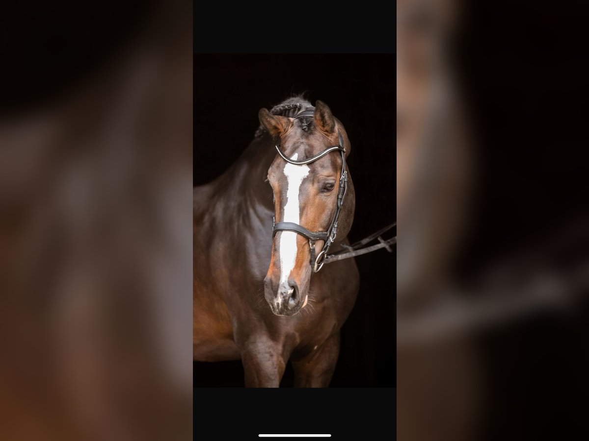 Zangersheider Étalon 11 Ans Bai brun foncé in Jeziorany