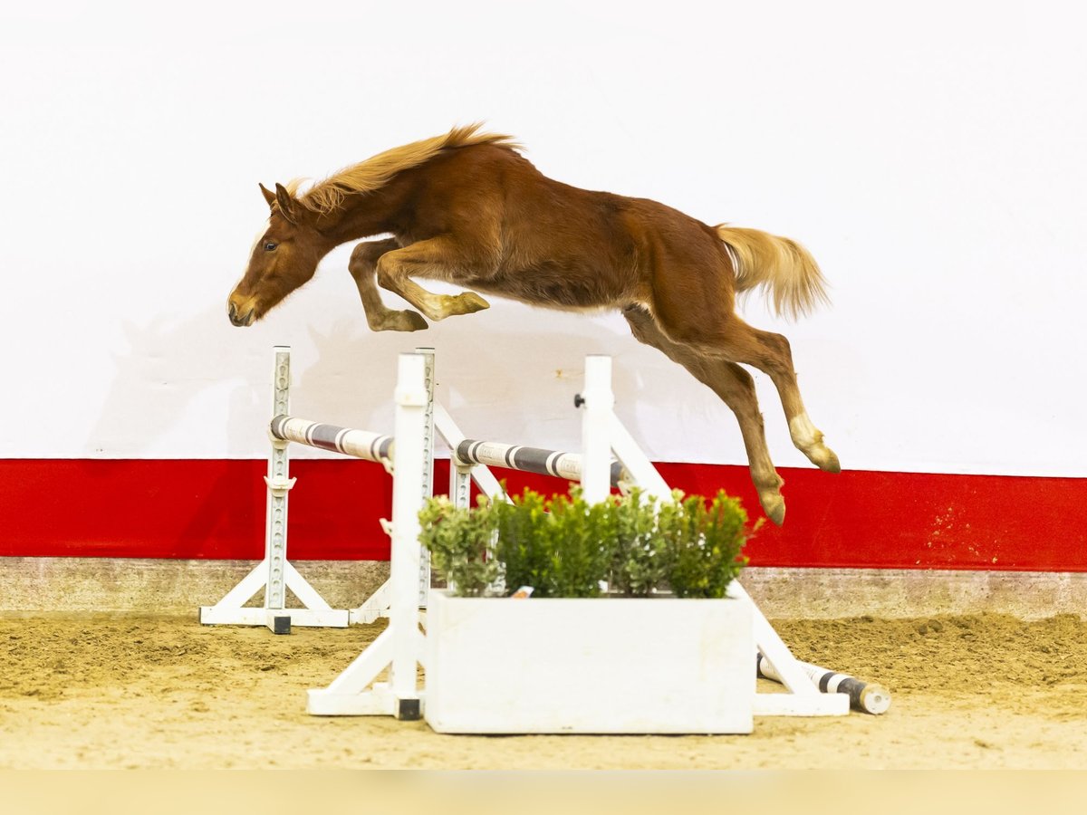 Zangersheider Étalon 1 Année 137 cm Alezan in Waddinxveen