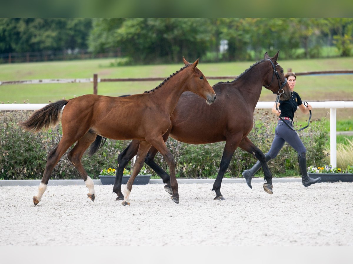 Zangersheider Étalon 1 Année Bai cerise in Tök