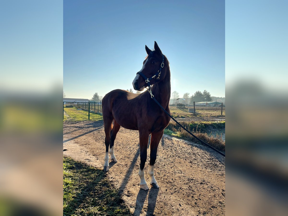 Zangersheider Étalon 2 Ans 175 cm Bai cerise in Bronk&#xF3;w