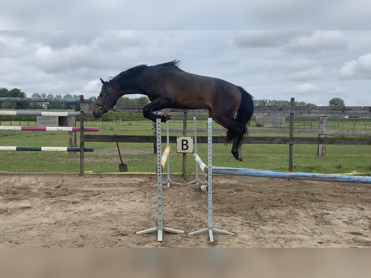 Zangersheider Étalon 2 Ans Bai brun in Zoutleeuw
