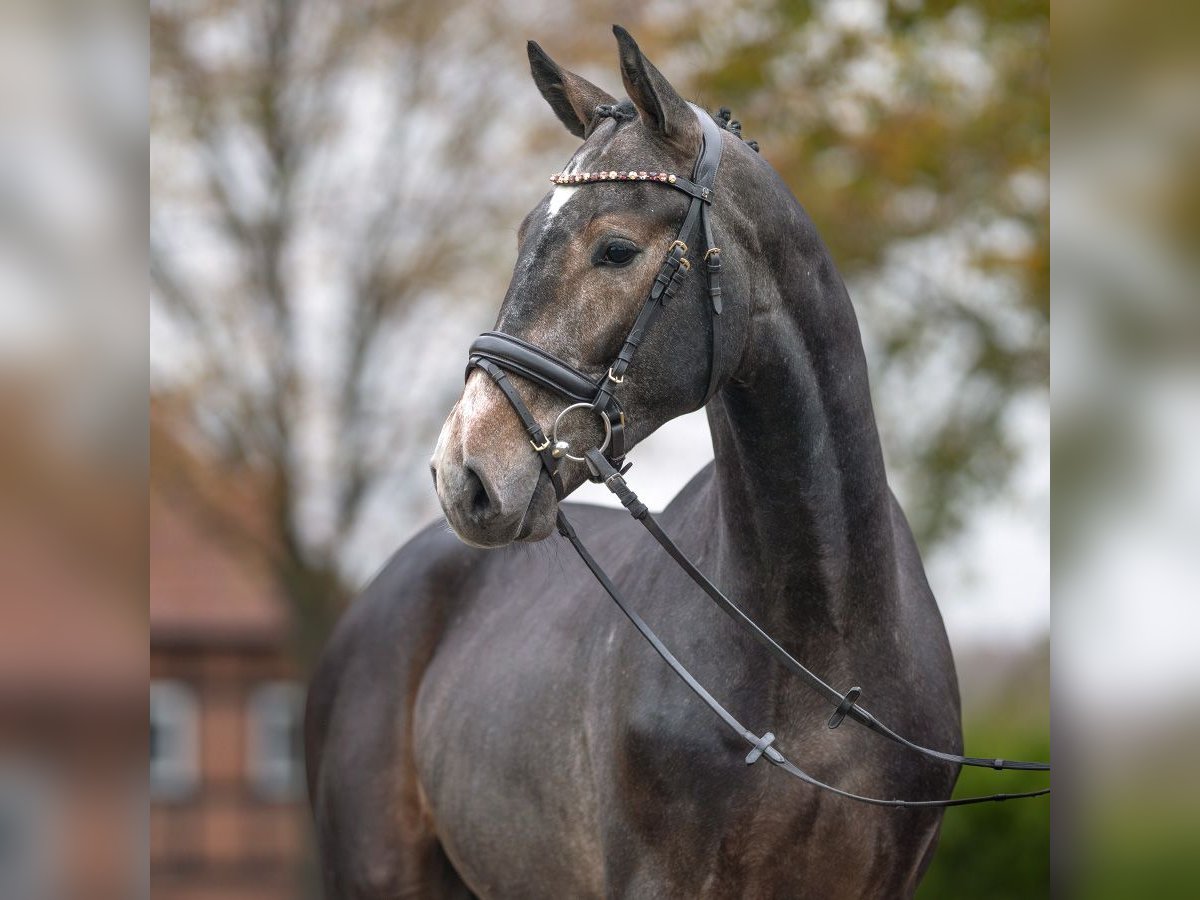 Zangersheider Étalon 2 Ans Gris in Rostock