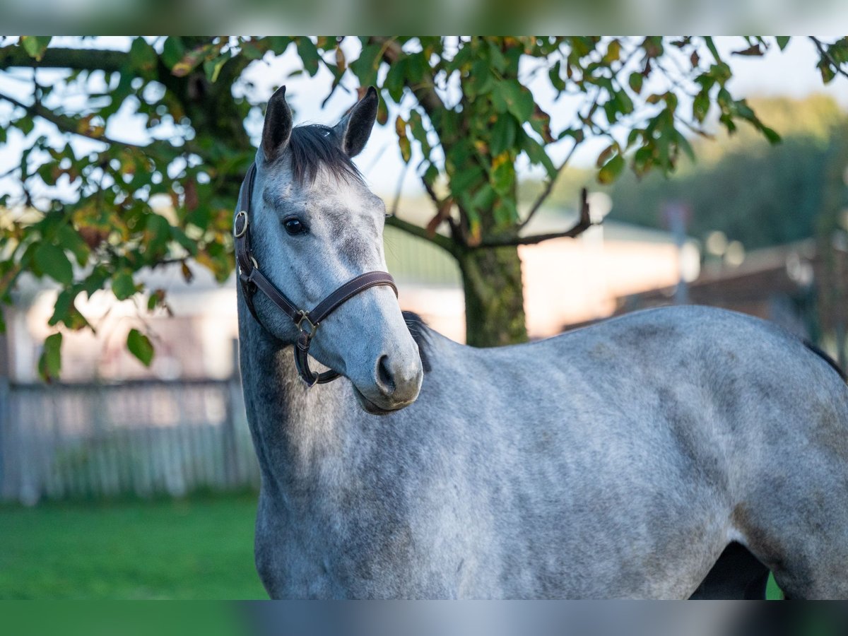 Zangersheider Étalon 3 Ans 156 cm Gris in GROTE-BROGEL