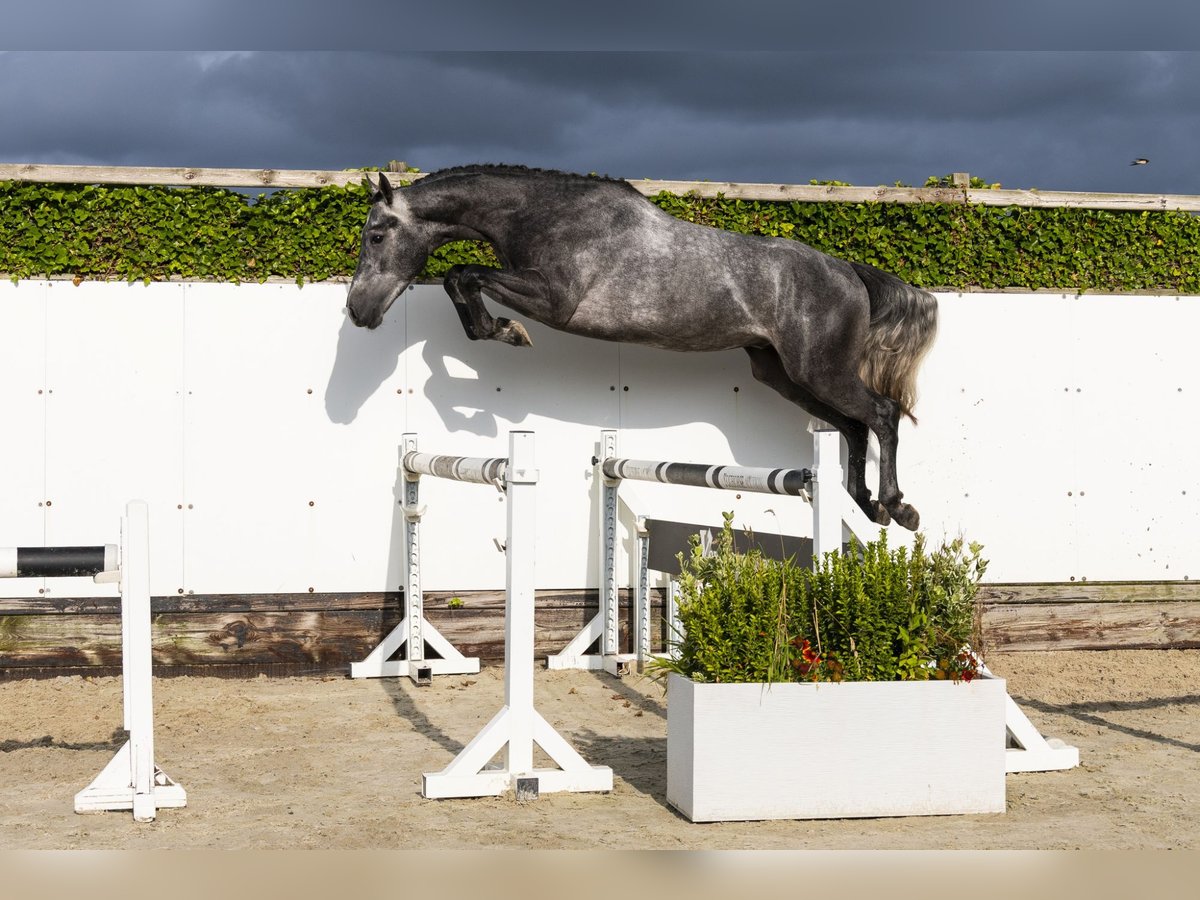 Zangersheider Étalon 3 Ans 162 cm Gris in Waddinxveen