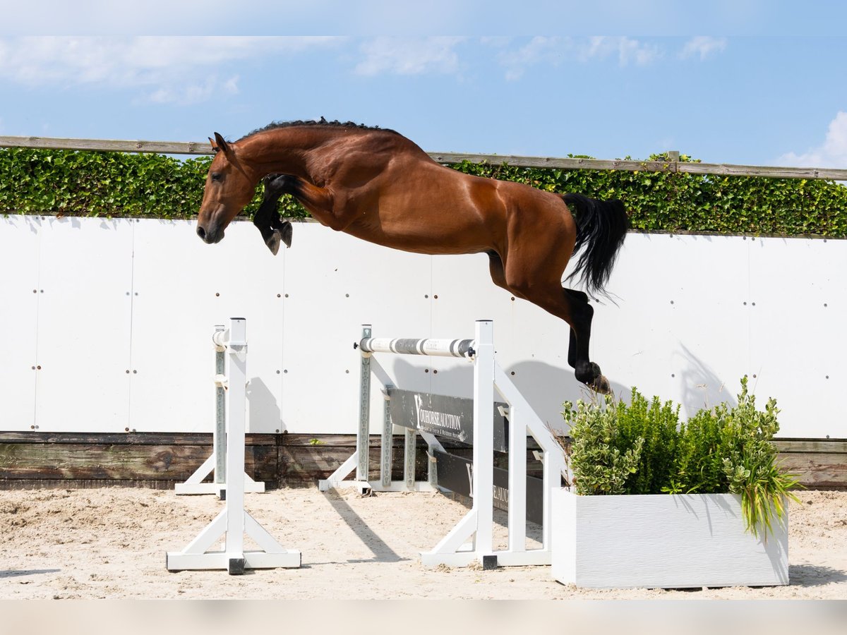 Zangersheider Étalon 3 Ans 167 cm Bai in Waddinxveen