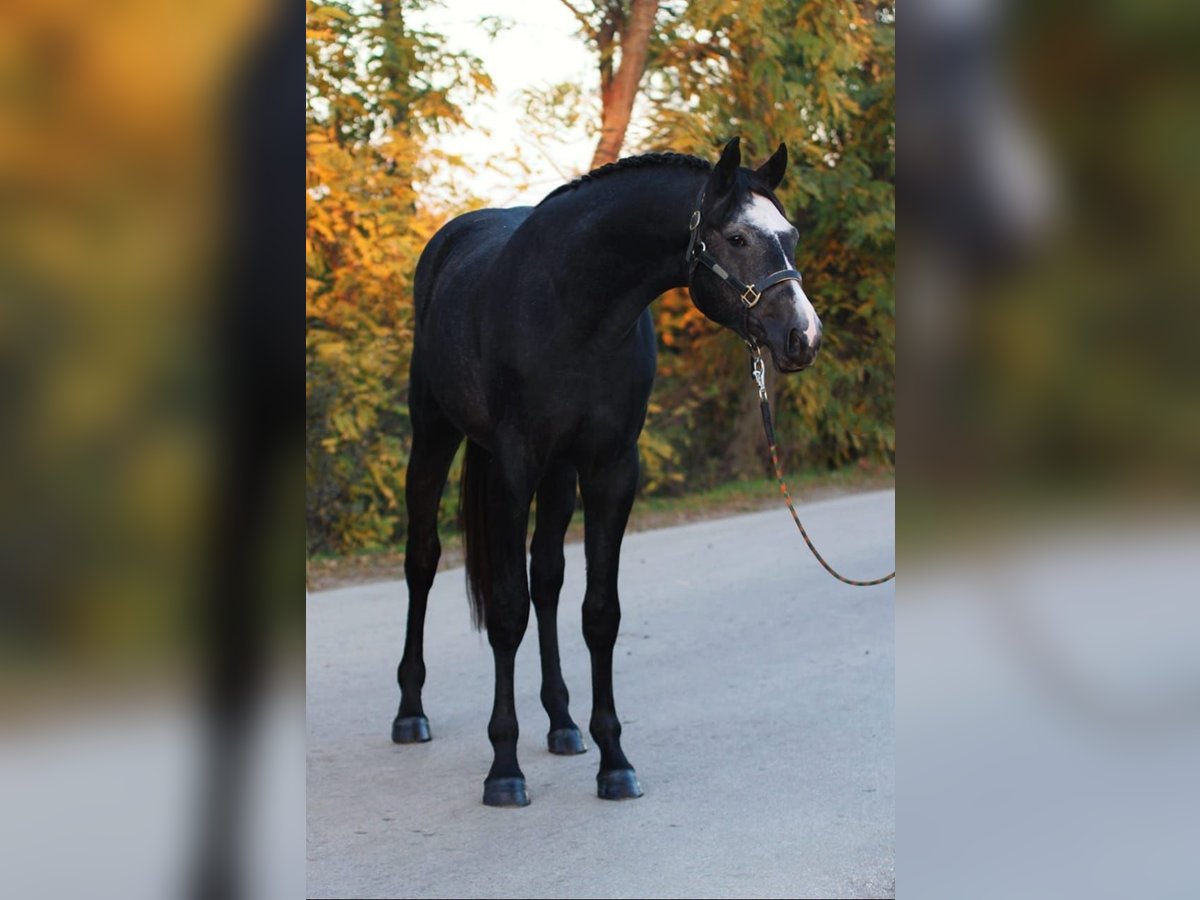 Zangersheider Étalon 3 Ans 170 cm Gris in Halbenrain