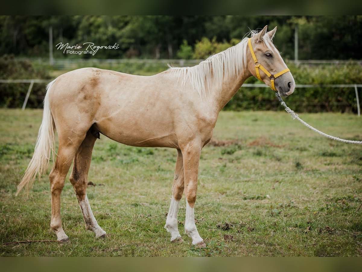 Zangersheider Étalon 3 Ans 170 cm Palomino in Beaumont pied-de-boeuf