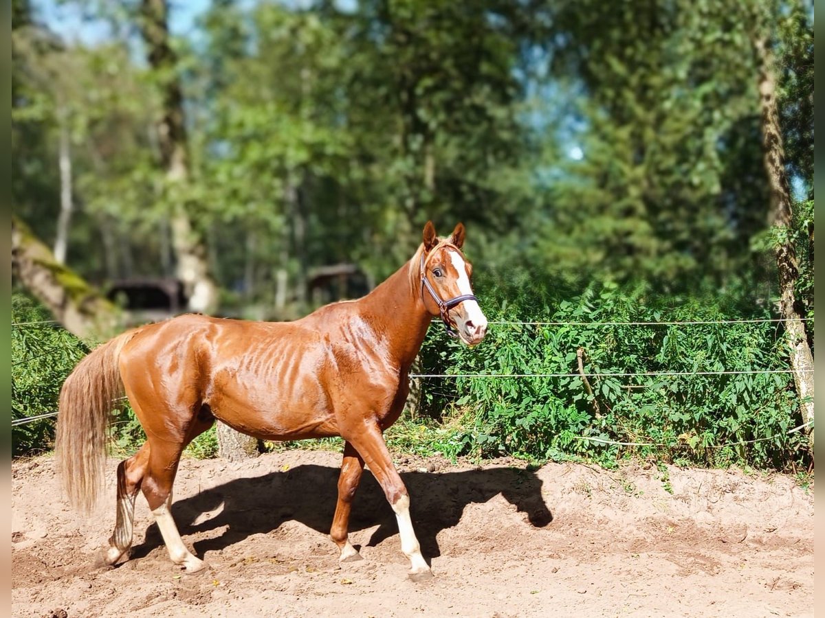 Zangersheider Étalon 3 Ans 171 cm Alezan in Bremen