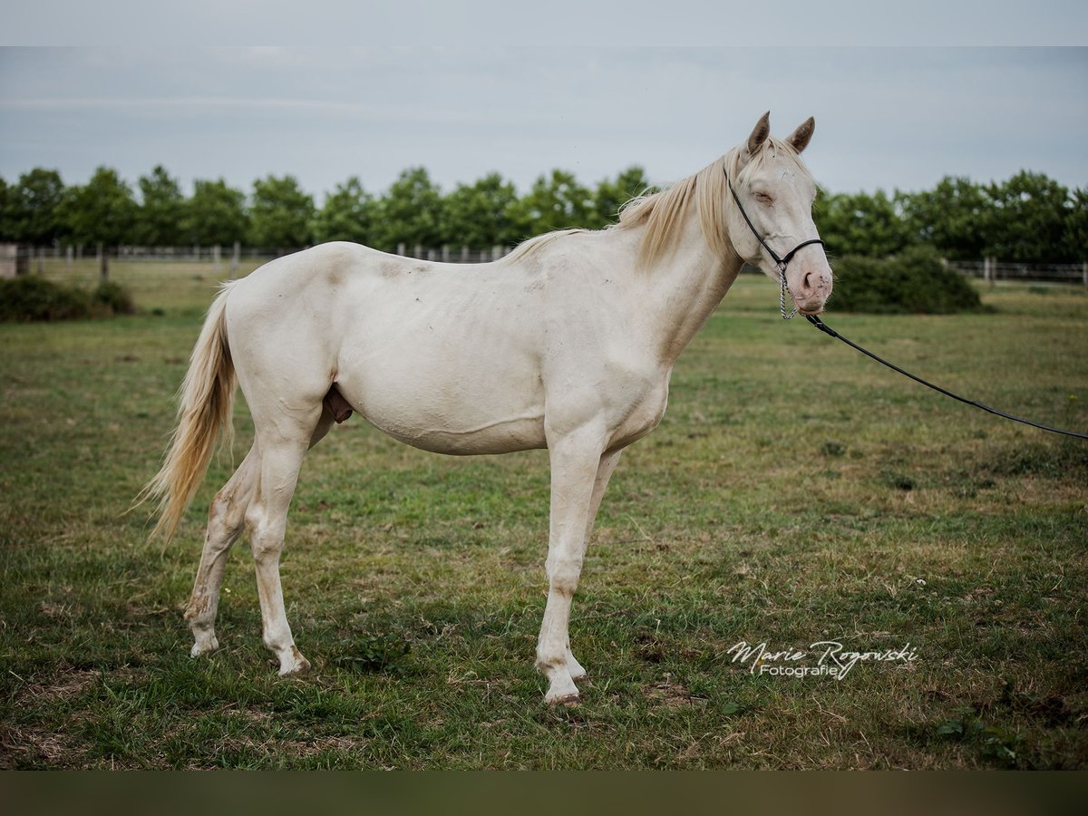 Zangersheider Étalon 3 Ans 172 cm Perlino in Beaumont pied-de-boeuf