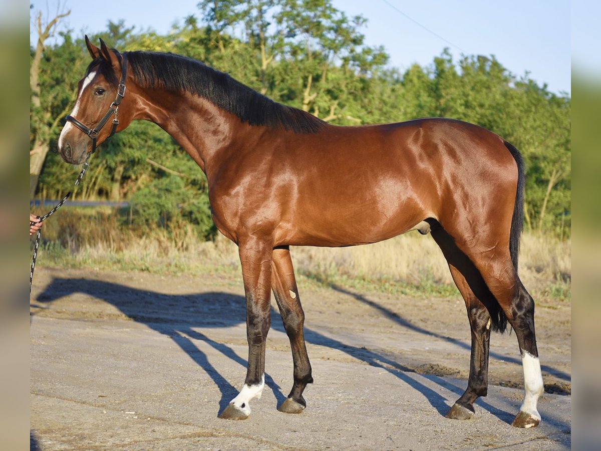 Zangersheider Étalon 3 Ans 174 cm Bai brun in Gyula