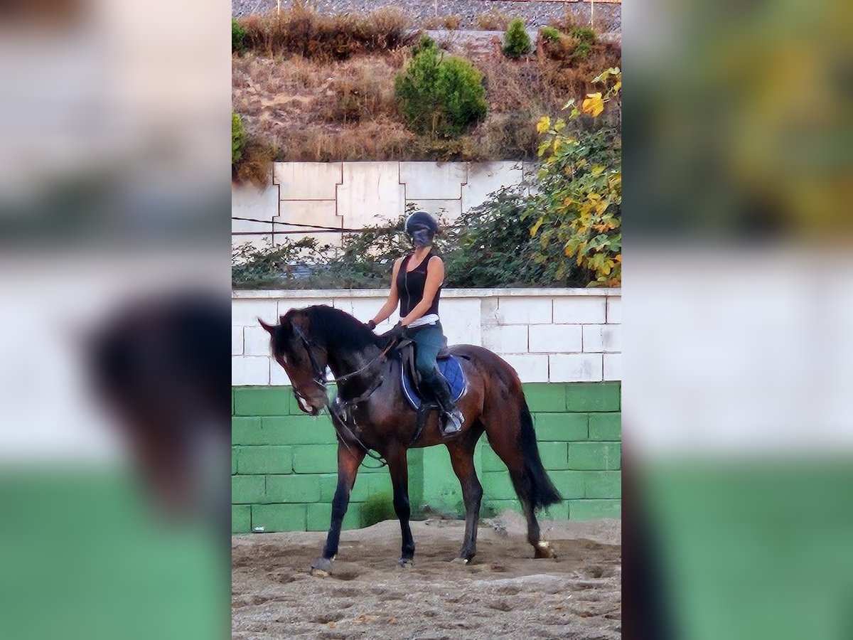 Zangersheider Étalon 4 Ans 160 cm Bai brun in Madrid