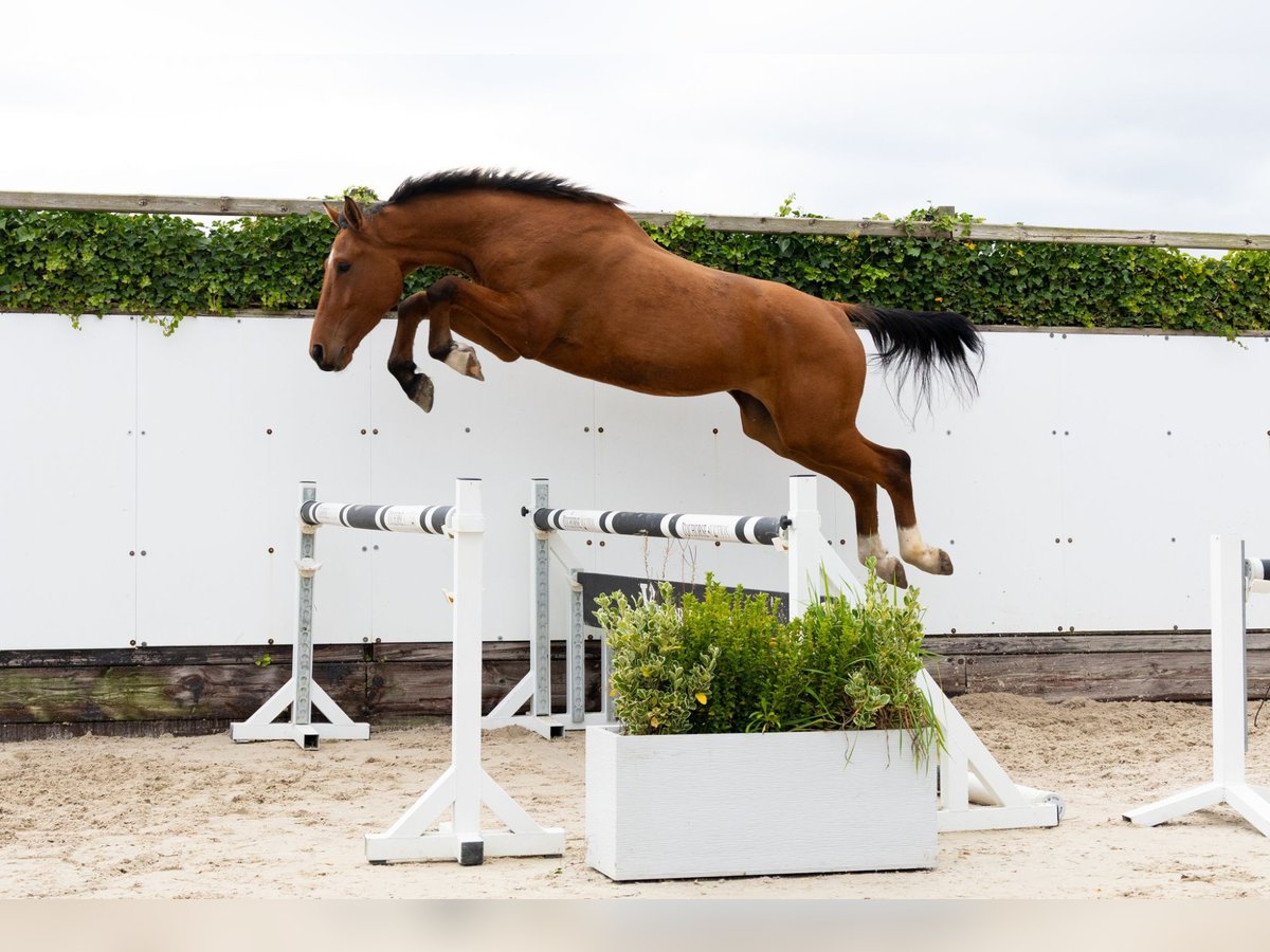 Zangersheider Étalon 4 Ans 171 cm Bai in Waddinxveen