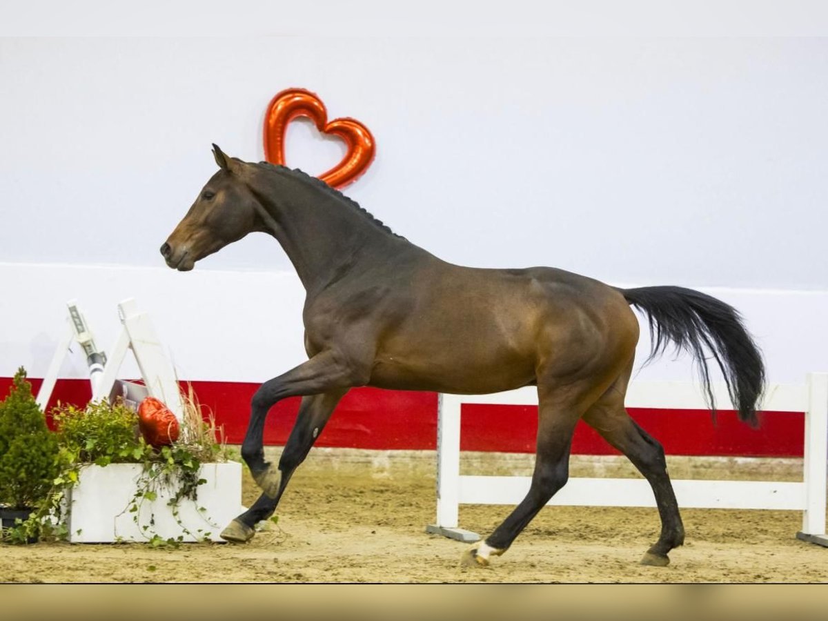 Zangersheider Étalon 5 Ans 168 cm in Rhinow