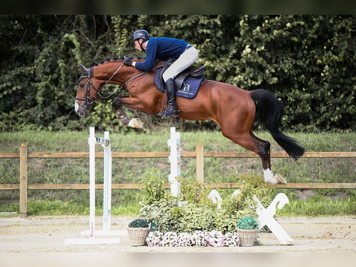 Zangersheider Étalon 8 Ans 172 cm Bai in Riedstadt