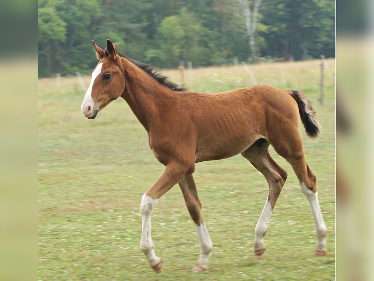 Zangersheider Étalon Poulain (04/2024) 165 cm Bai cerise in Żaary