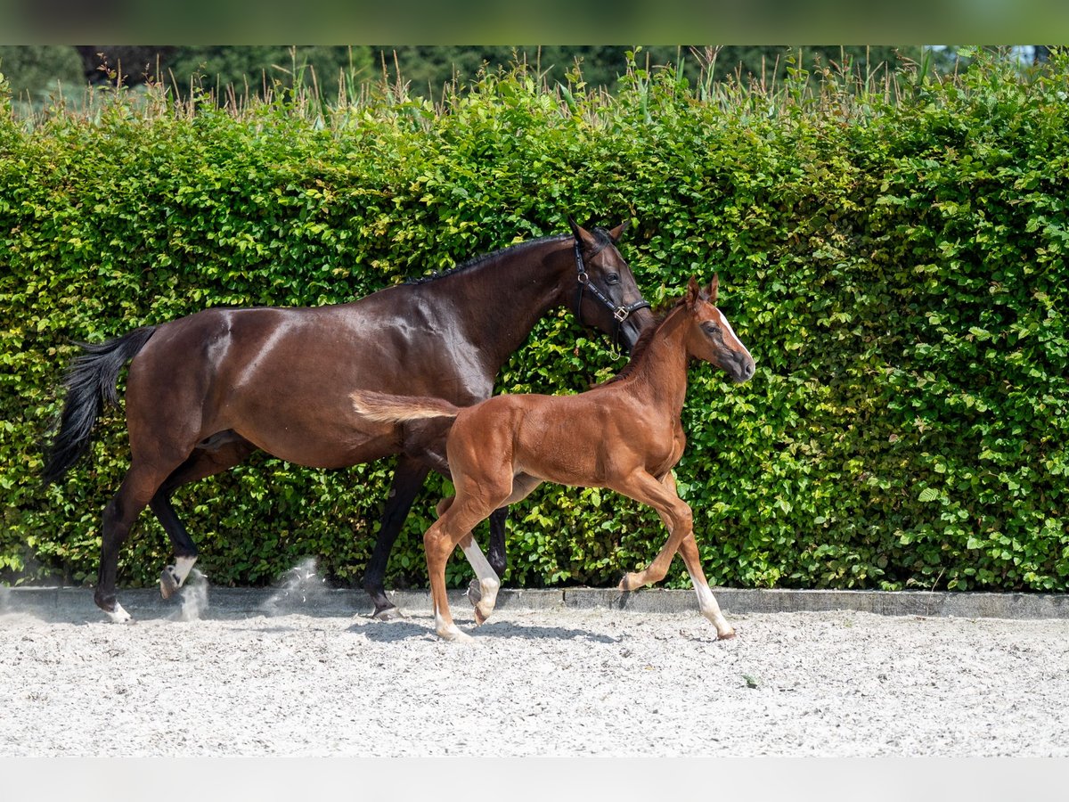 Zangersheider Étalon Poulain (06/2024) Alezan in GROTE-BROGEL