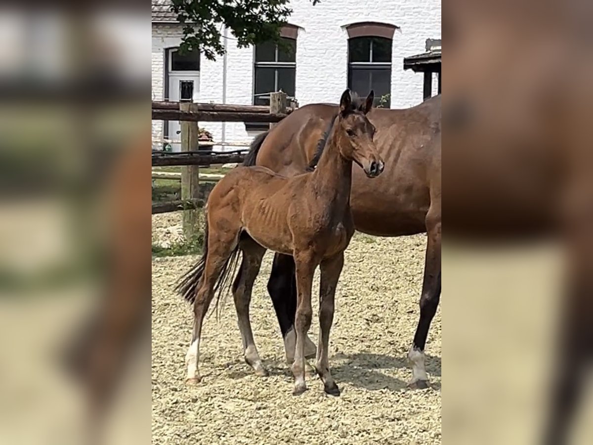 Zangersheider Étalon Poulain (05/2025) Bai brun in Kevelaer