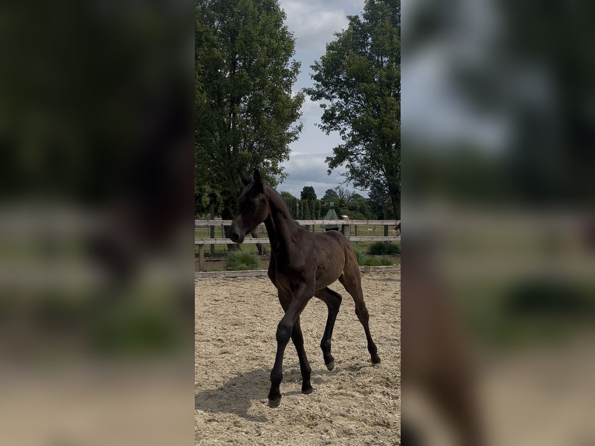 Zangersheider Étalon  Bai brun foncé in Pepingen