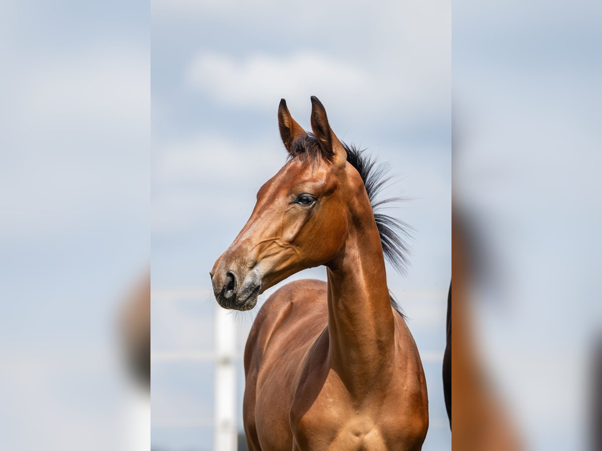 Zangersheider Étalon Poulain (04/2024) Bai cerise in Wudzyn