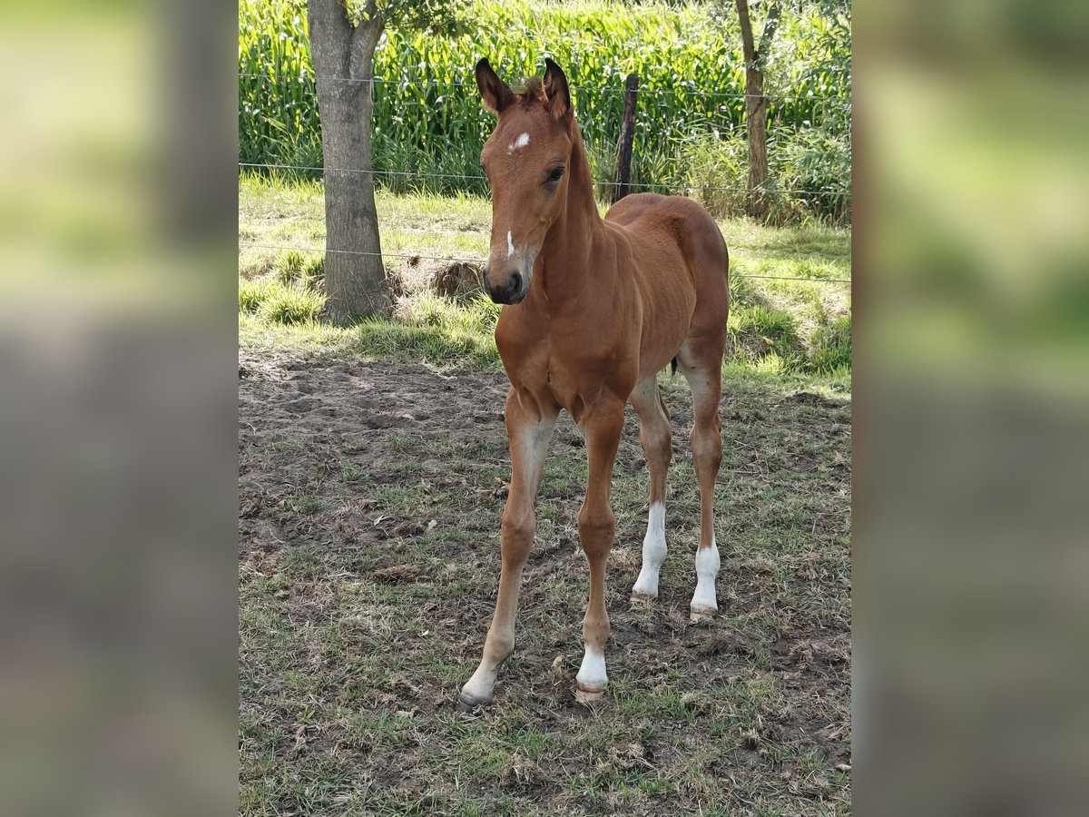 Zangersheider Étalon Poulain (06/2025) Bai in Assenede