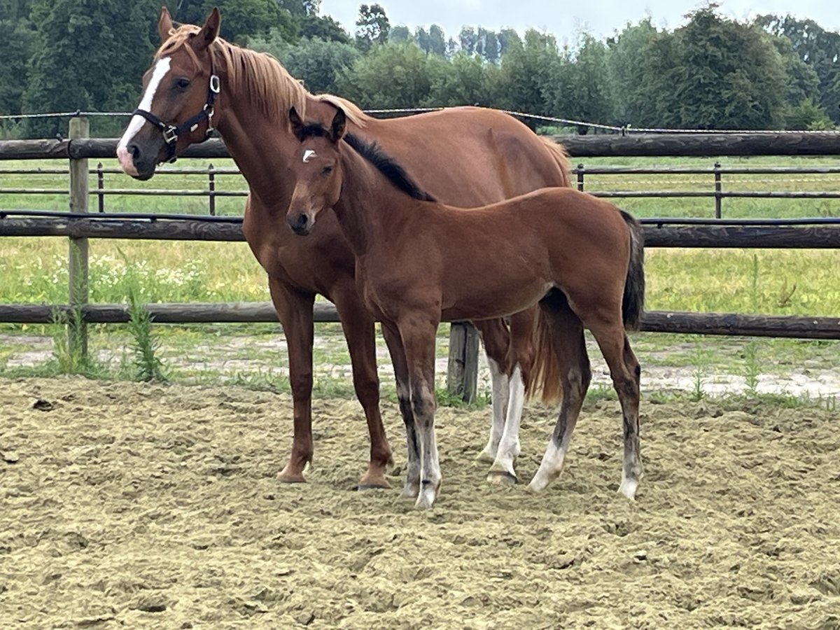 Zangersheider Étalon Poulain (04/2025) Bai in Kevelaer