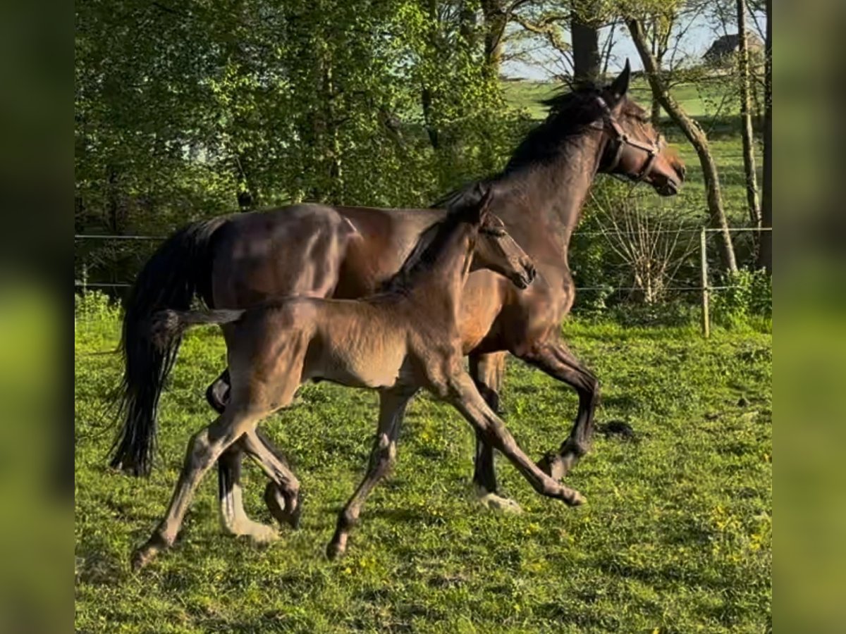 Zangersheider Étalon  Gris in Hofgeismar