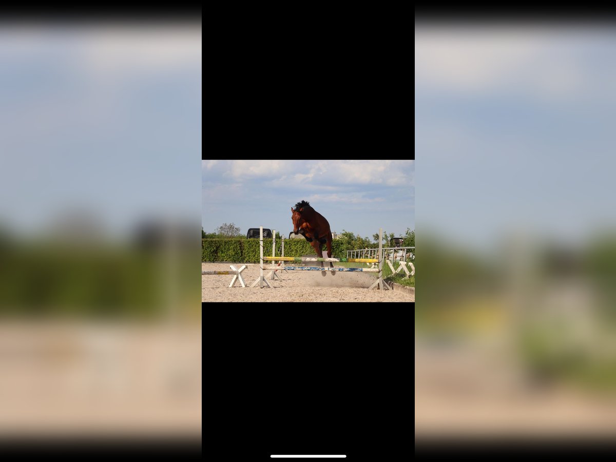 Zangersheider Gelding 10 years 17 hh Brown in Simmern