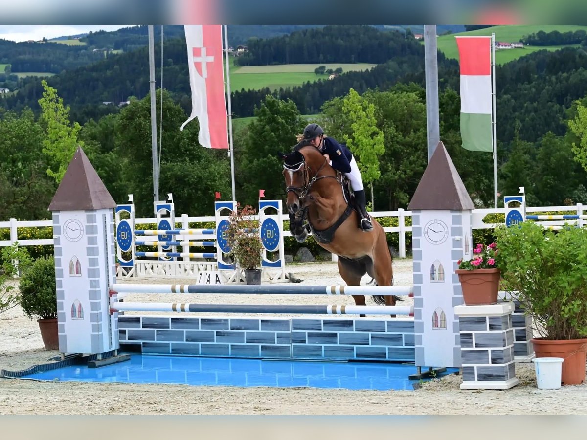 Zangersheider Gelding 11 years 16,2 hh Brown in Riezlern