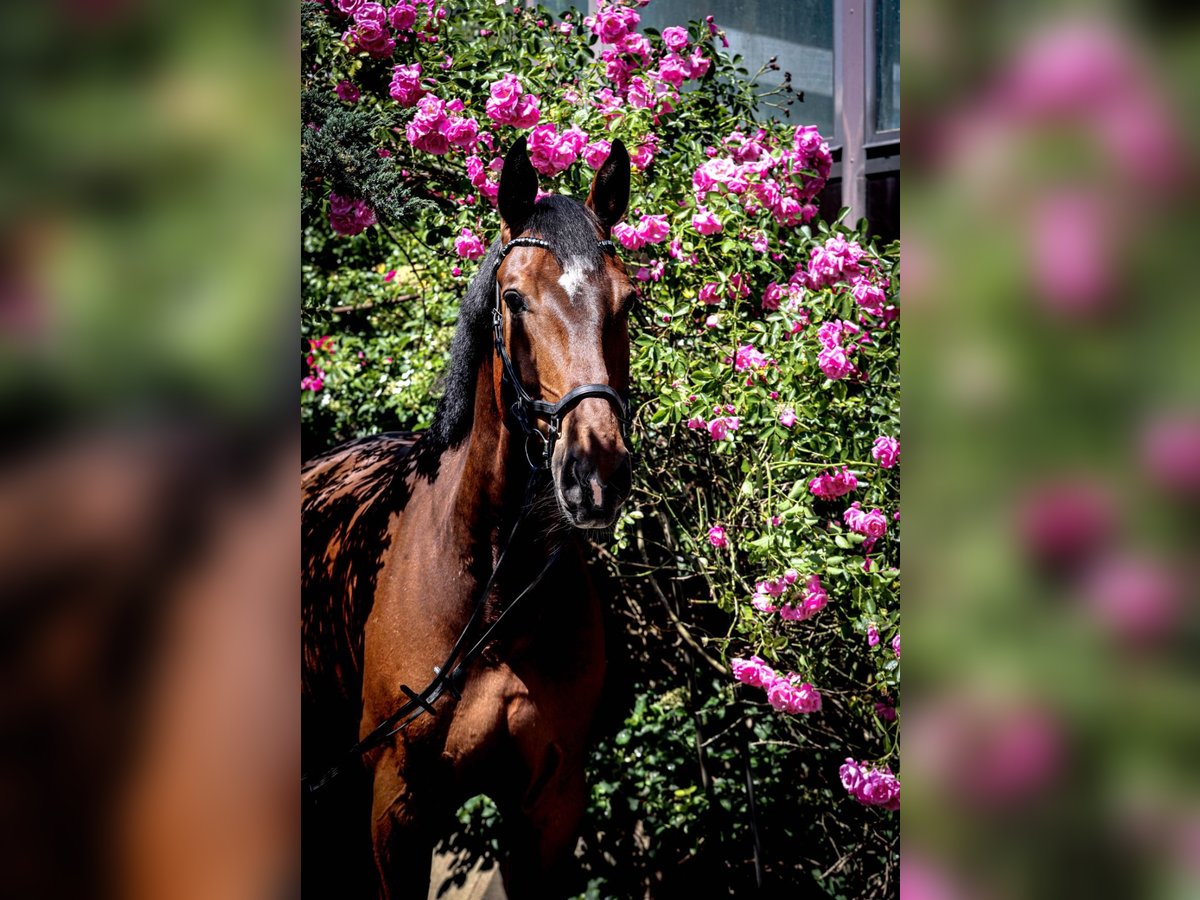 Zangersheider Gelding 11 years 17 hh Brown in Haren