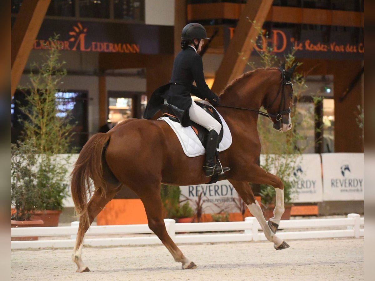 Zangersheider Gelding 12 years 16,1 hh Chestnut-Red in Agen