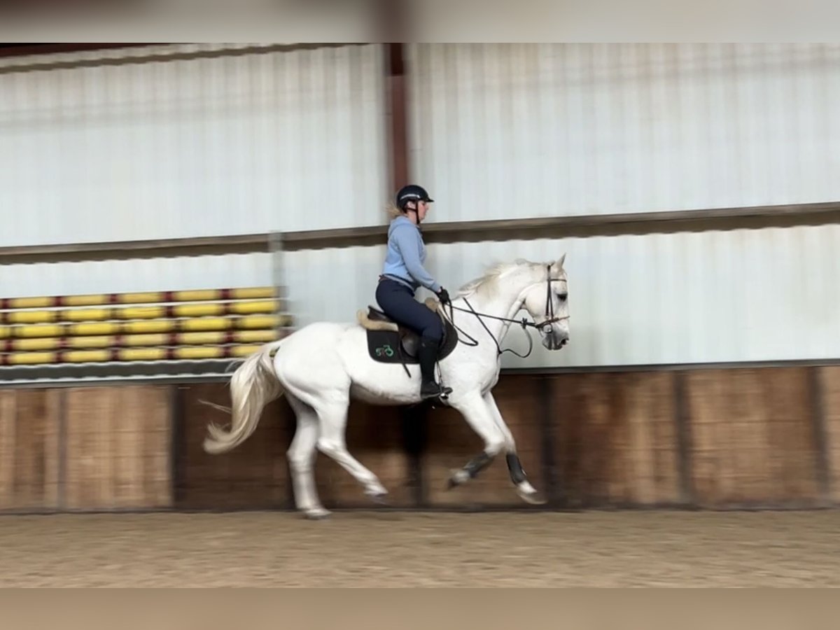 Zangersheider Gelding 12 years 16 hh Gray-Blue-Tan in Oud Gastel