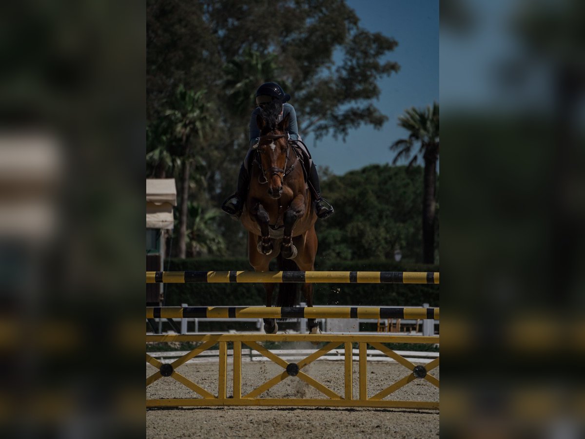 Zangersheider Gelding 12 years 16,1 hh Bay in Venlo