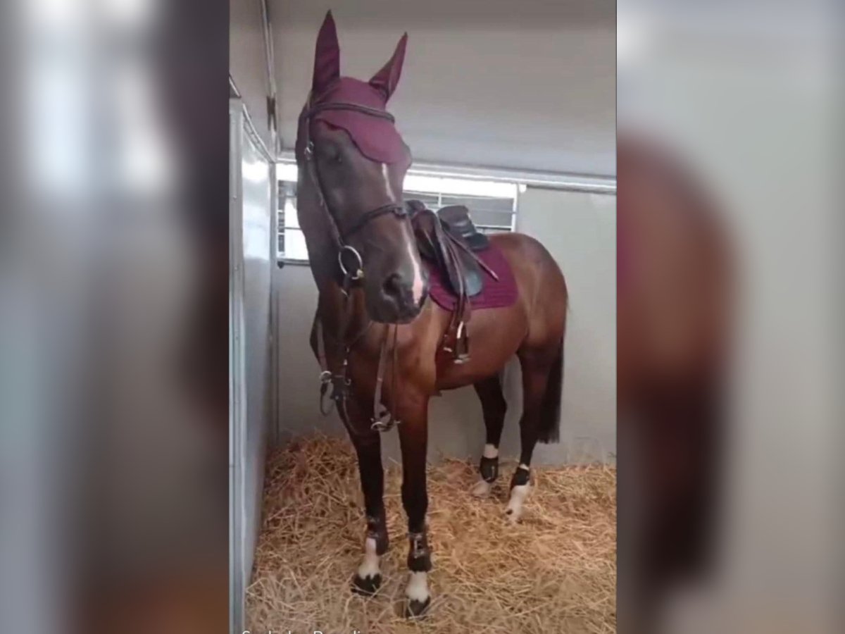 Zangersheider Gelding 12 years 16,2 hh Bay-Dark in Brno