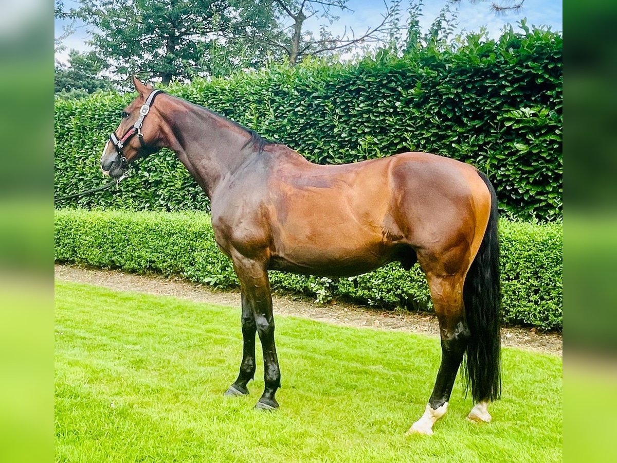 Zangersheider Gelding 13 years 16,1 hh Brown in Krefeld