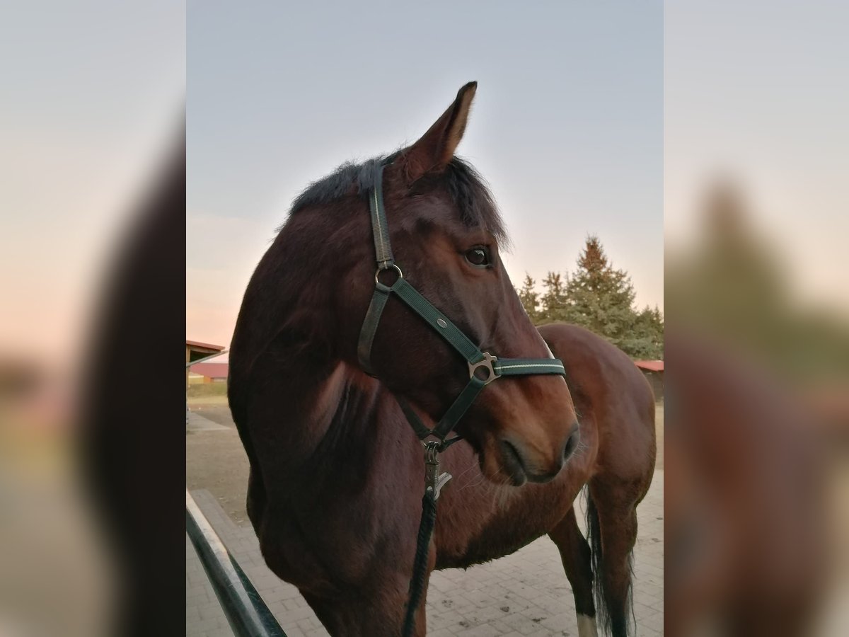 Zangersheider Gelding 13 years 16 hh Brown in Nei&#xDF;eaue