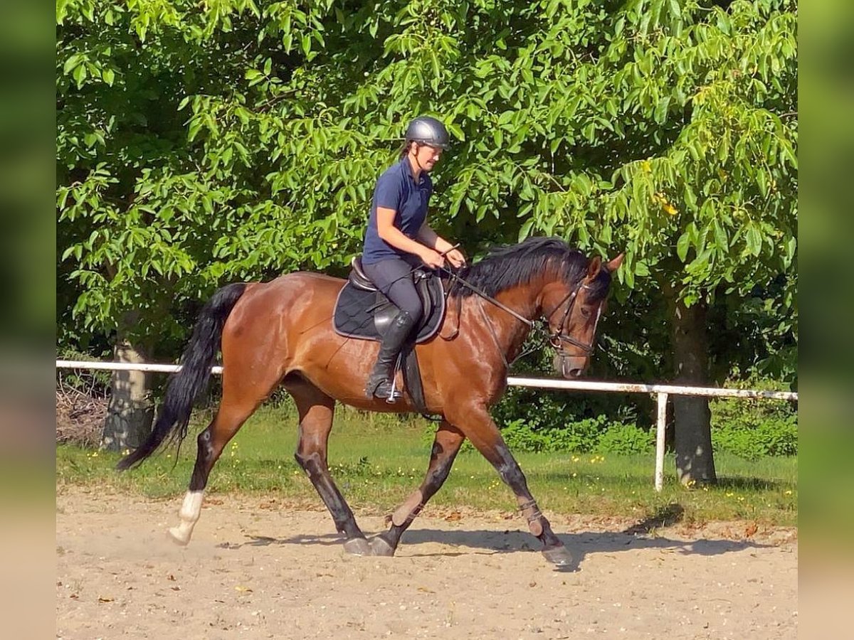 Zangersheider Gelding 13 years 16,1 hh Brown in Neustadt in Sachsen