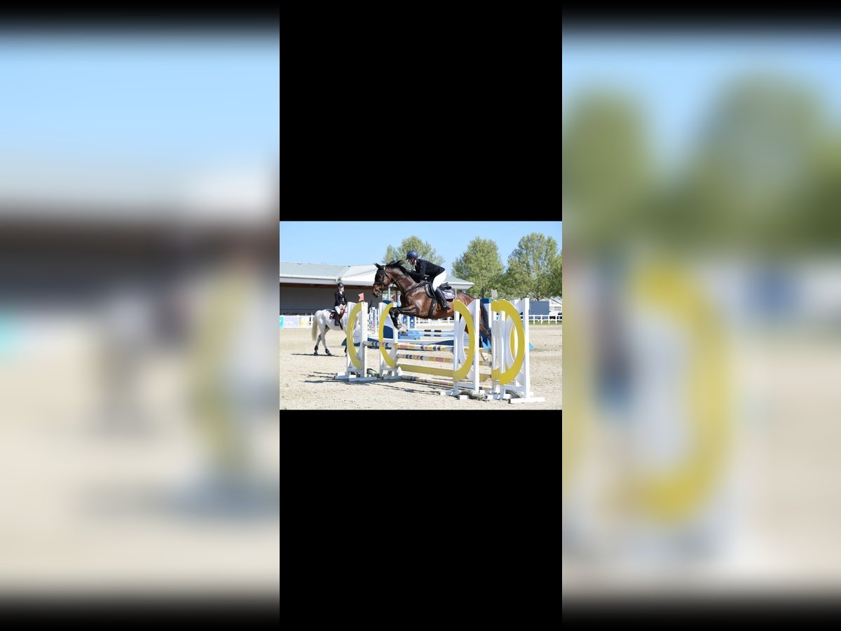 Zangersheider Gelding 13 years 16,1 hh Brown in Götzendorf Zangersheider Gelding 13 years 16,1 hh Brown in Götzendorf